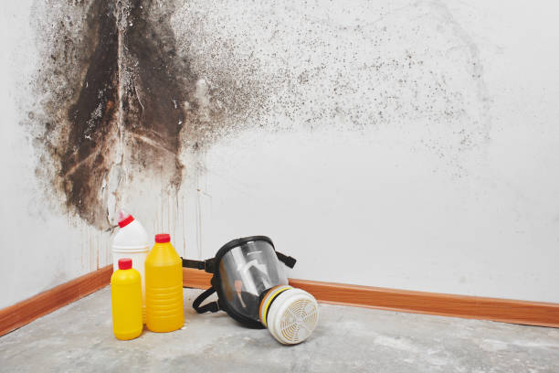 Best Crawl Space Mold Removal  in Honeyville, UT