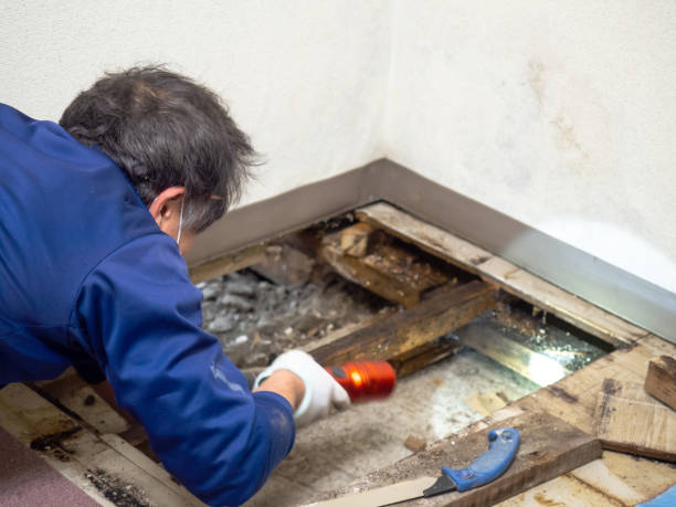 Best Best Mold Removal Companies  in Honeyville, UT