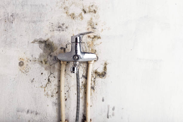 Best Residential Mold Removal  in Honeyville, UT