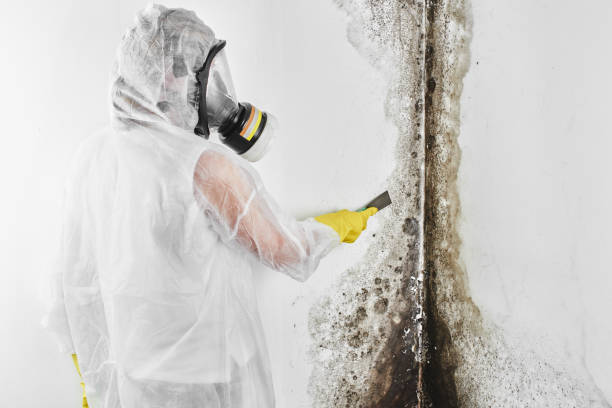 Best Mold Removal Company Near Me  in Honeyville, UT