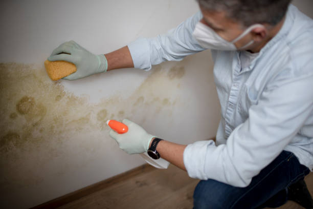 Best Residential Mold Removal  in Honeyville, UT