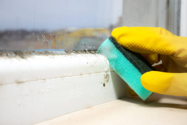 Best Black Mold Removal  in Honeyville, UT