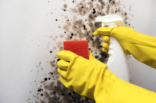Best Fast Mold Removal  in Honeyville, UT