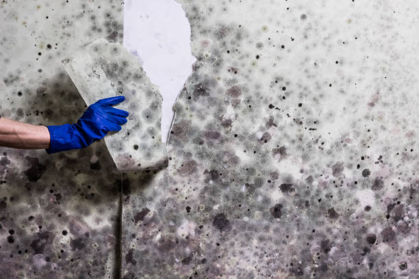 Best Mold Remediation  in Honeyville, UT