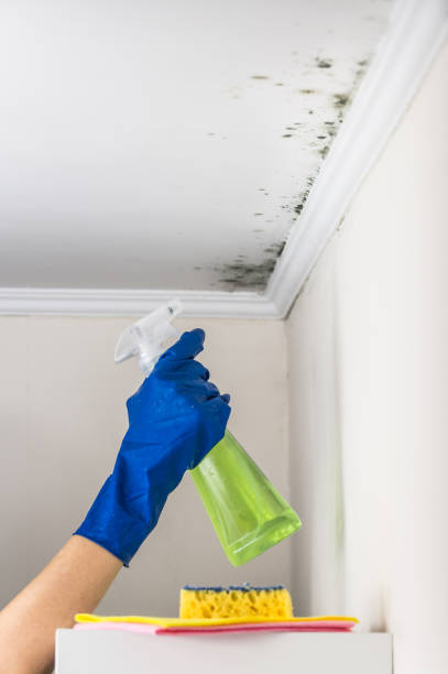 Best Mold Cleaning Services  in Honeyville, UT