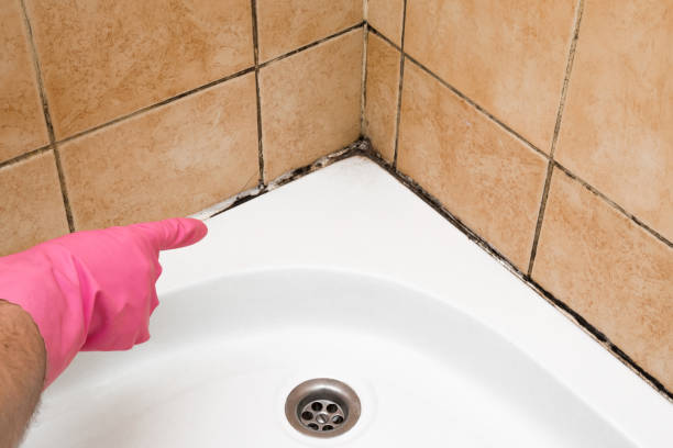 Best Local Mold Removal Service  in Honeyville, UT