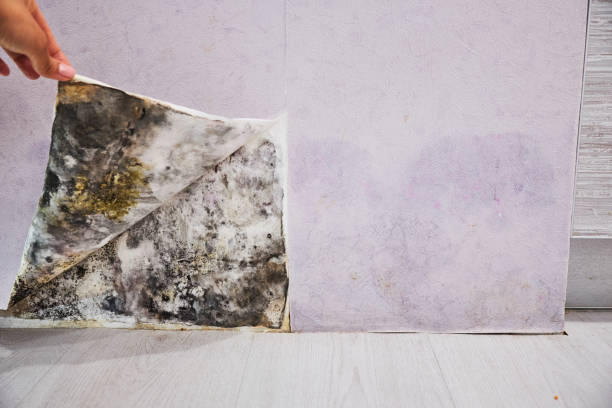 Best Certified Mold Removal  in Honeyville, UT